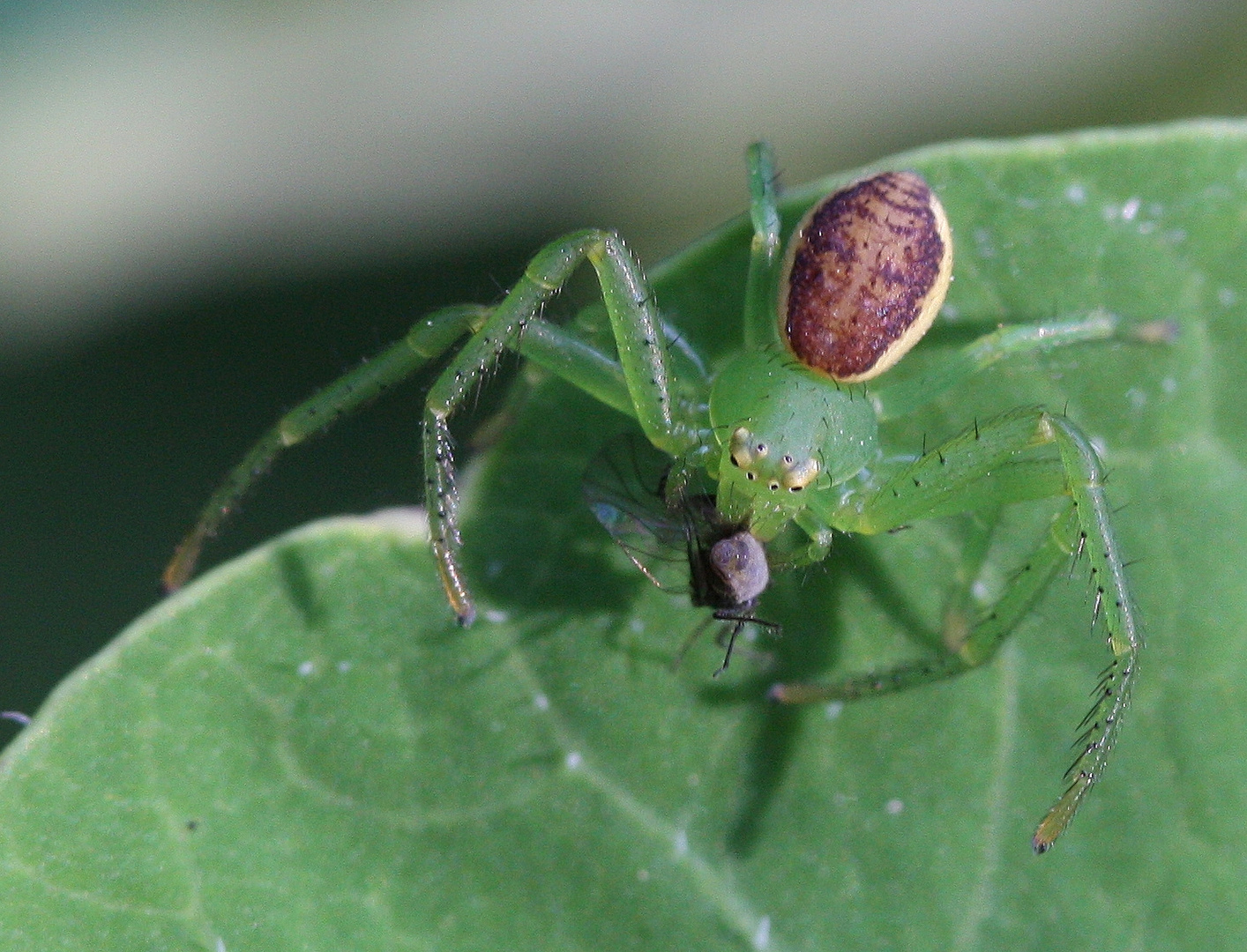 Kleine grüne Krabbenspinne mit Beute