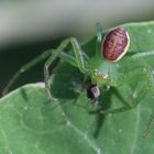 Kleine grüne Krabbenspinne mit Beute