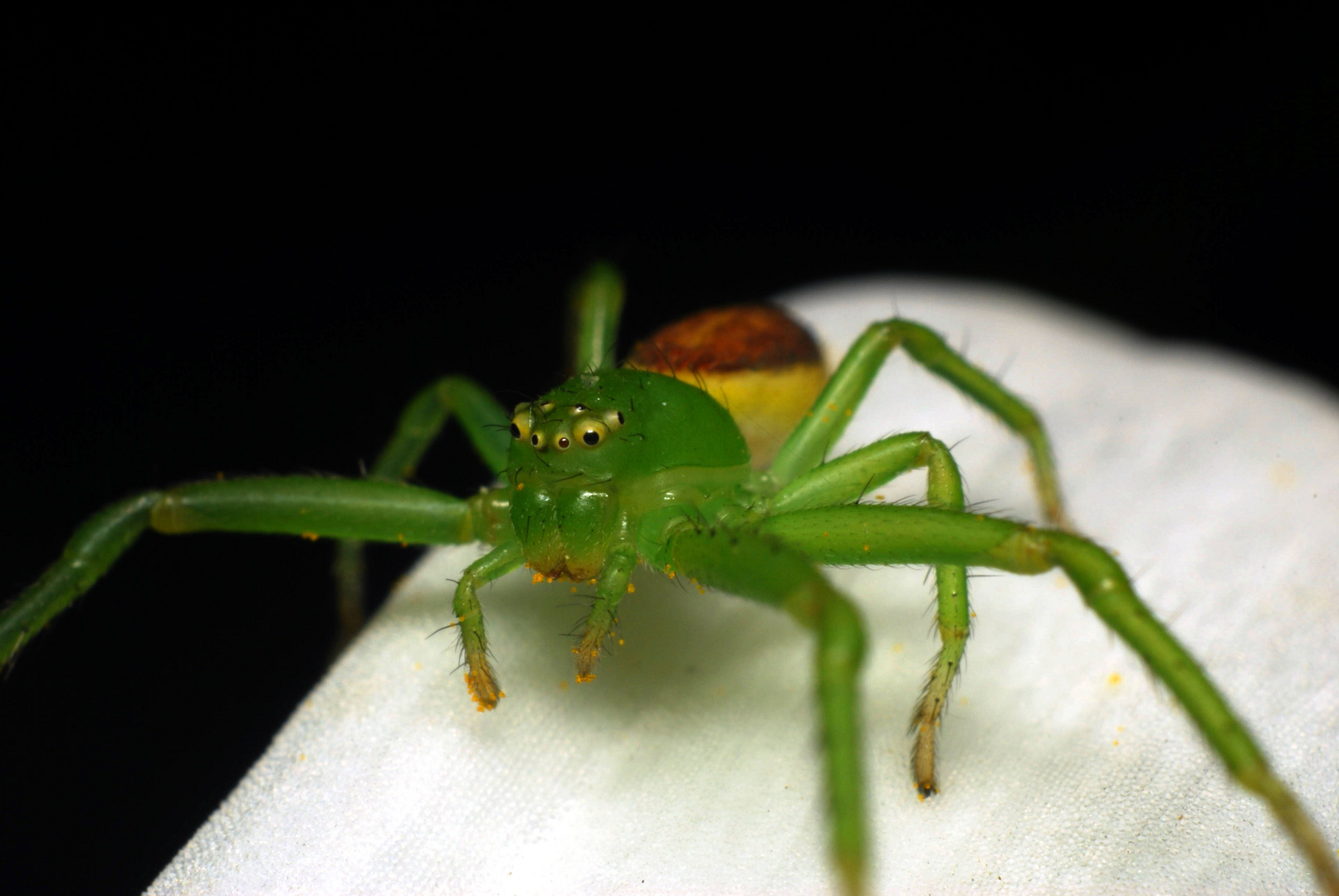 Kleine grüne Krabbenspinne...(Diaea dorsata) Foto & Bild tiere