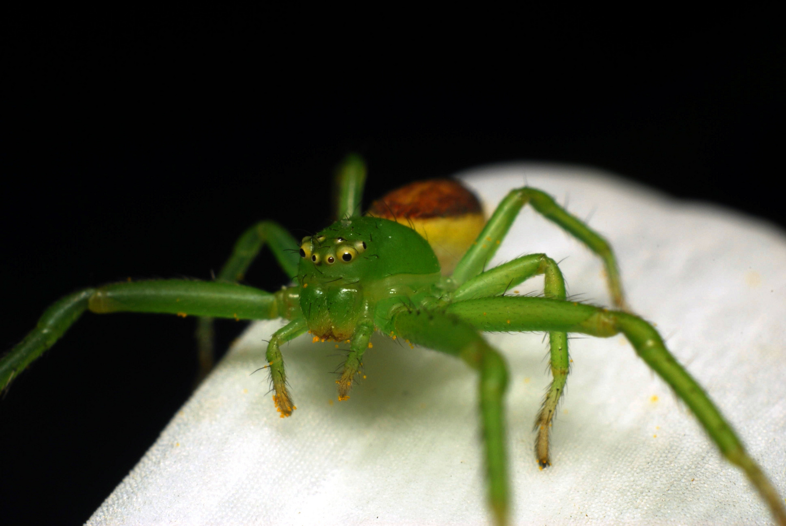 Kleine grüne Krabbenspinne...(Diaea dorsata)