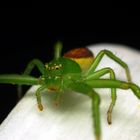 Kleine grüne Krabbenspinne...(Diaea dorsata)