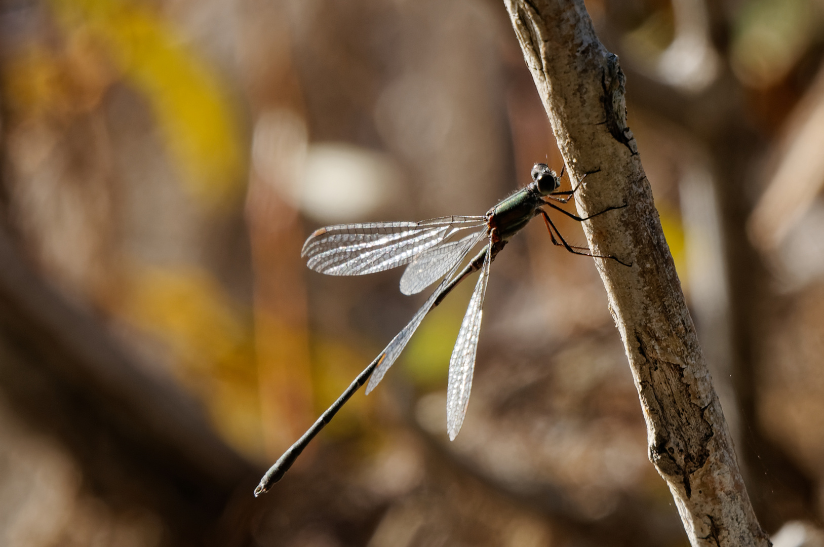 Kleine grüne Libelle