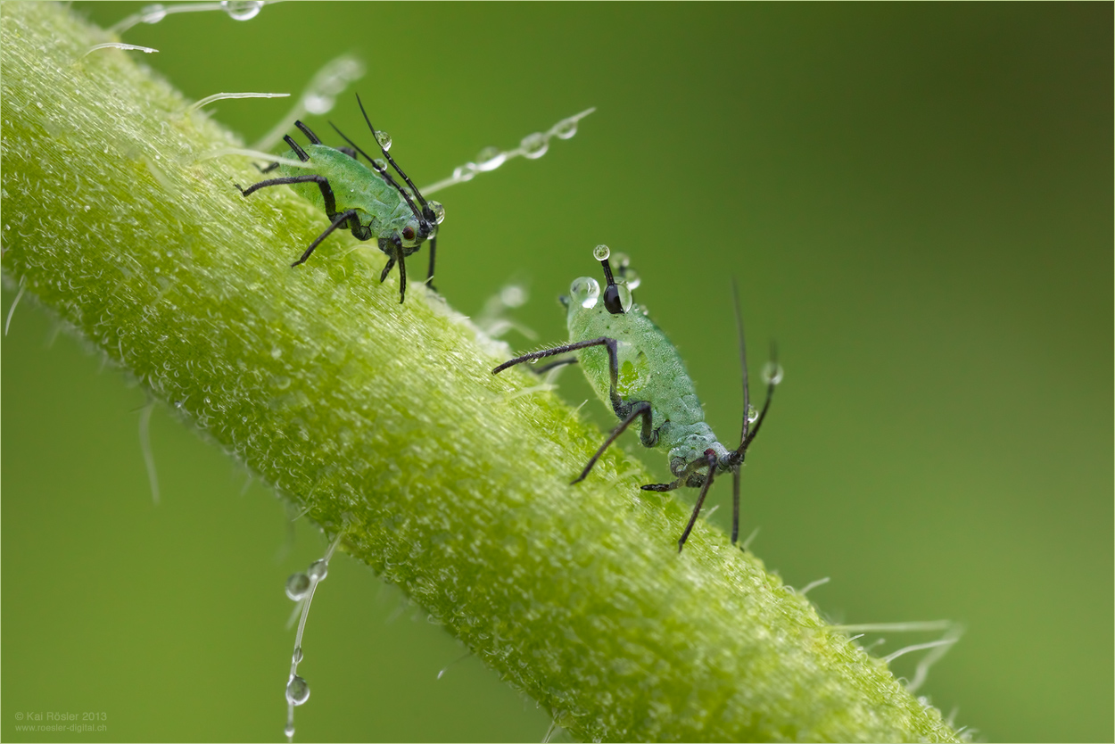 Kleine grüne Männchen Foto & Bild tiere, wildlife, insekten Bilder