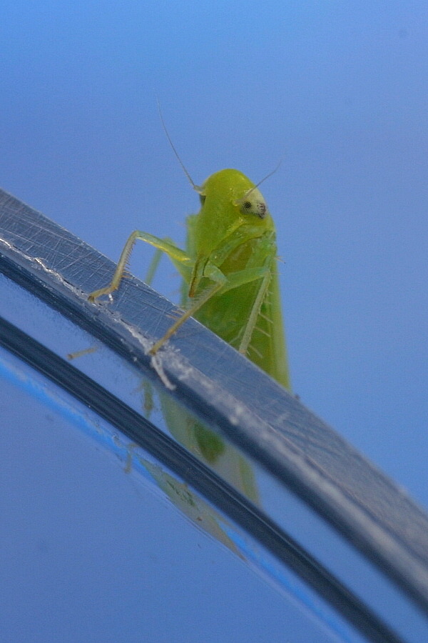 Kleine Grüne Männchen Foto & Bild | tiere, wildlife, insekten Bilder auf fotocommunity