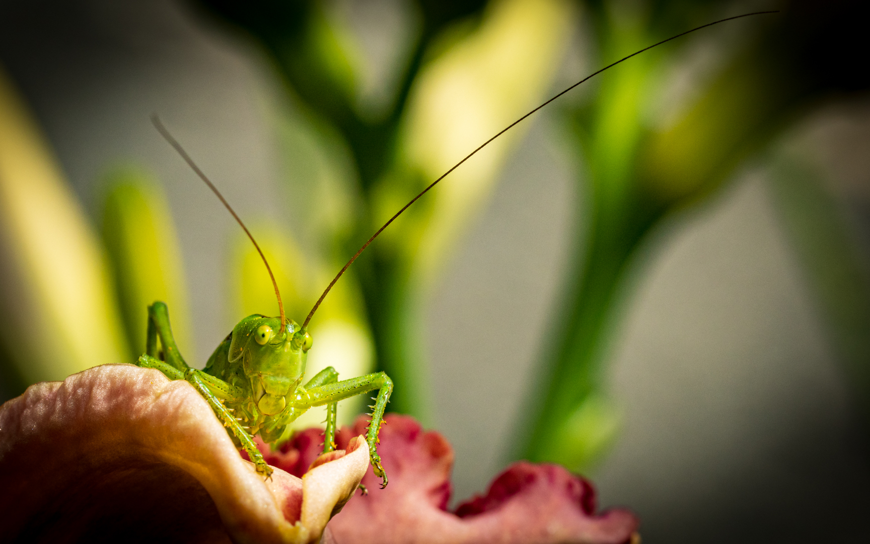 kleine grüne Männchen mit langen Antennen...