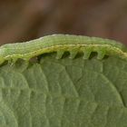 Kleine grüne Raupe - Variable Kätzcheneule (Orthosia incerta)