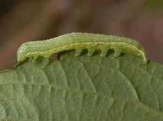 Kleine grüne Raupe - Variable Kätzcheneule (Orthosia incerta)