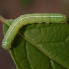 Kleine grüne Raupe -  Variable Kätzcheneule (Orthosia incerta)