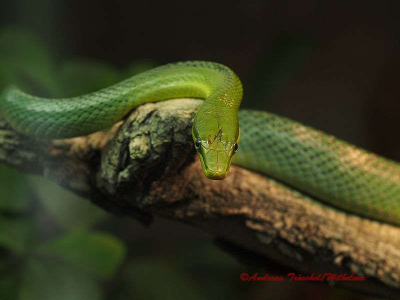 Kleine Grune Schlange Foto Bild Tiere Zoo Wildpark Falknerei Amphibien Reptilien Bilder Auf Fotocommunity