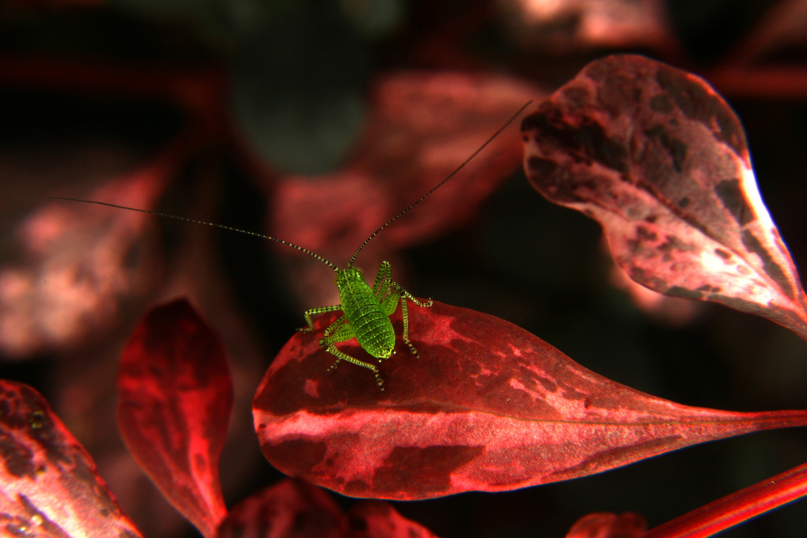 kleine grüne Schrecke auf roter Pflanze
