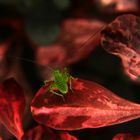 kleine grüne Schrecke auf roter Pflanze
