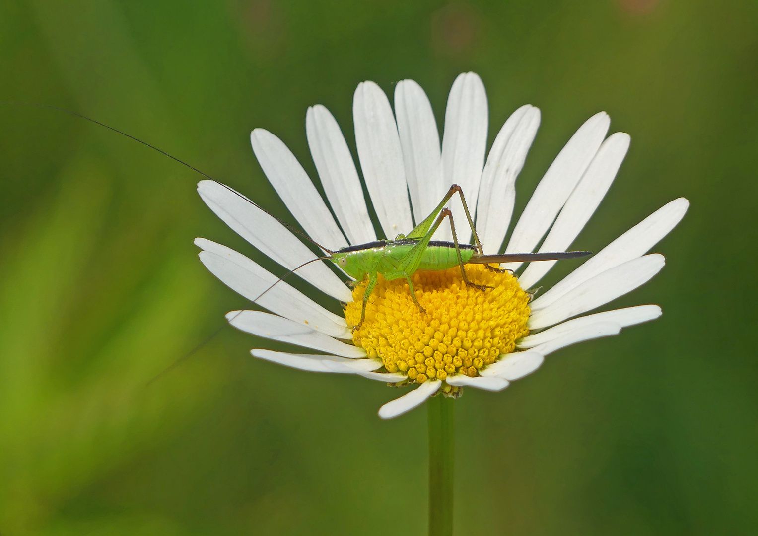 Kleine grüne Schwertschrecke