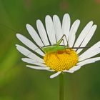 Kleine grüne Schwertschrecke