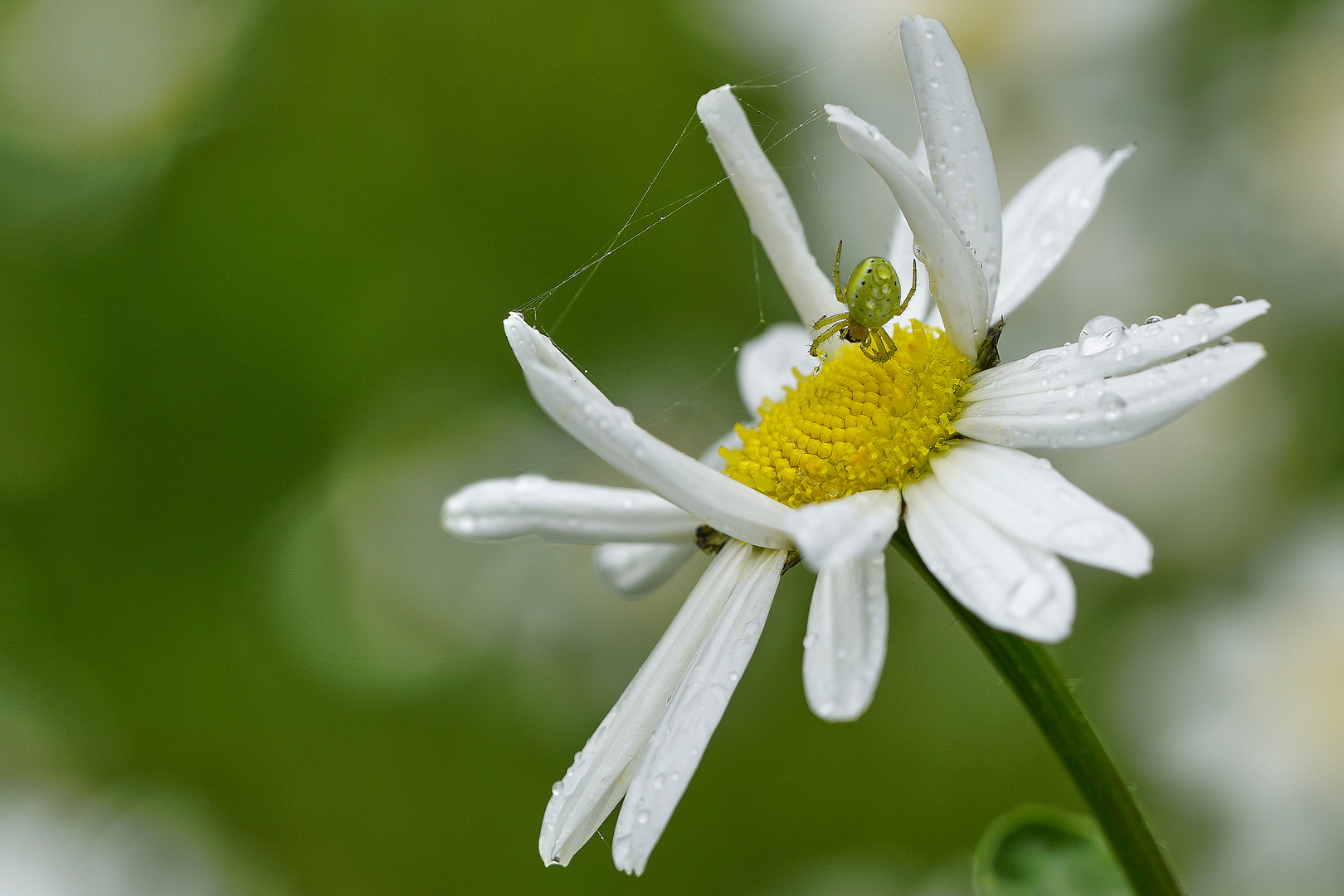 kleine grüne spinne