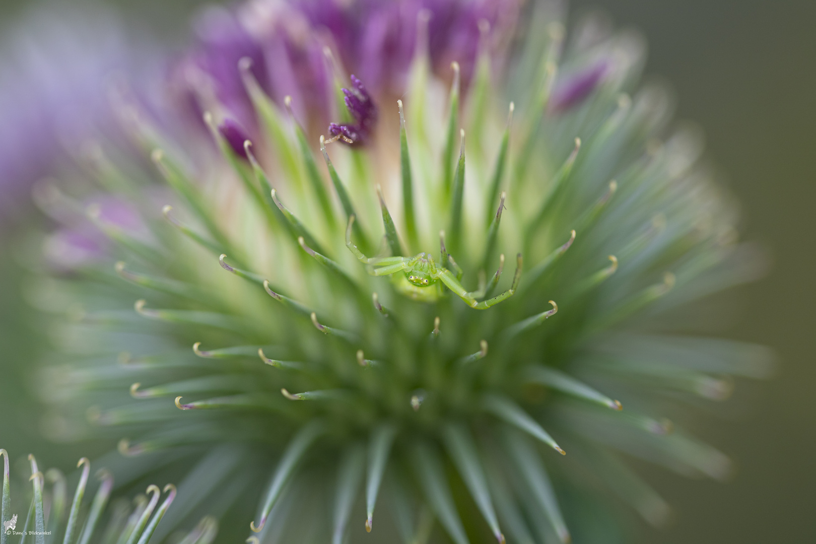 Kleine grüne Spinne