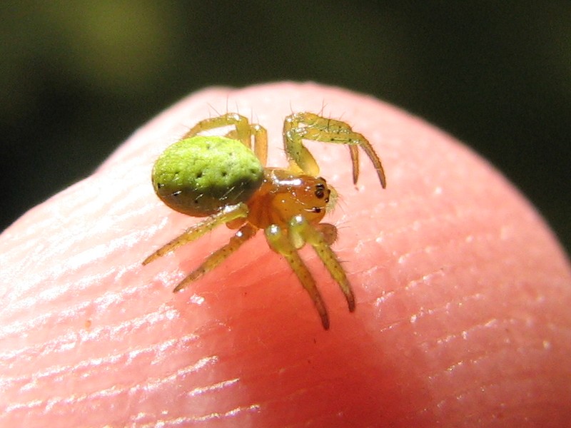 kleine grüne Spinne