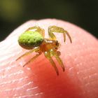 kleine grüne Spinne