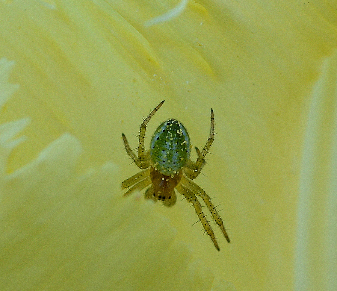 kleine grüne spinne Foto & Bild natur, insekten, tiere Bilder auf