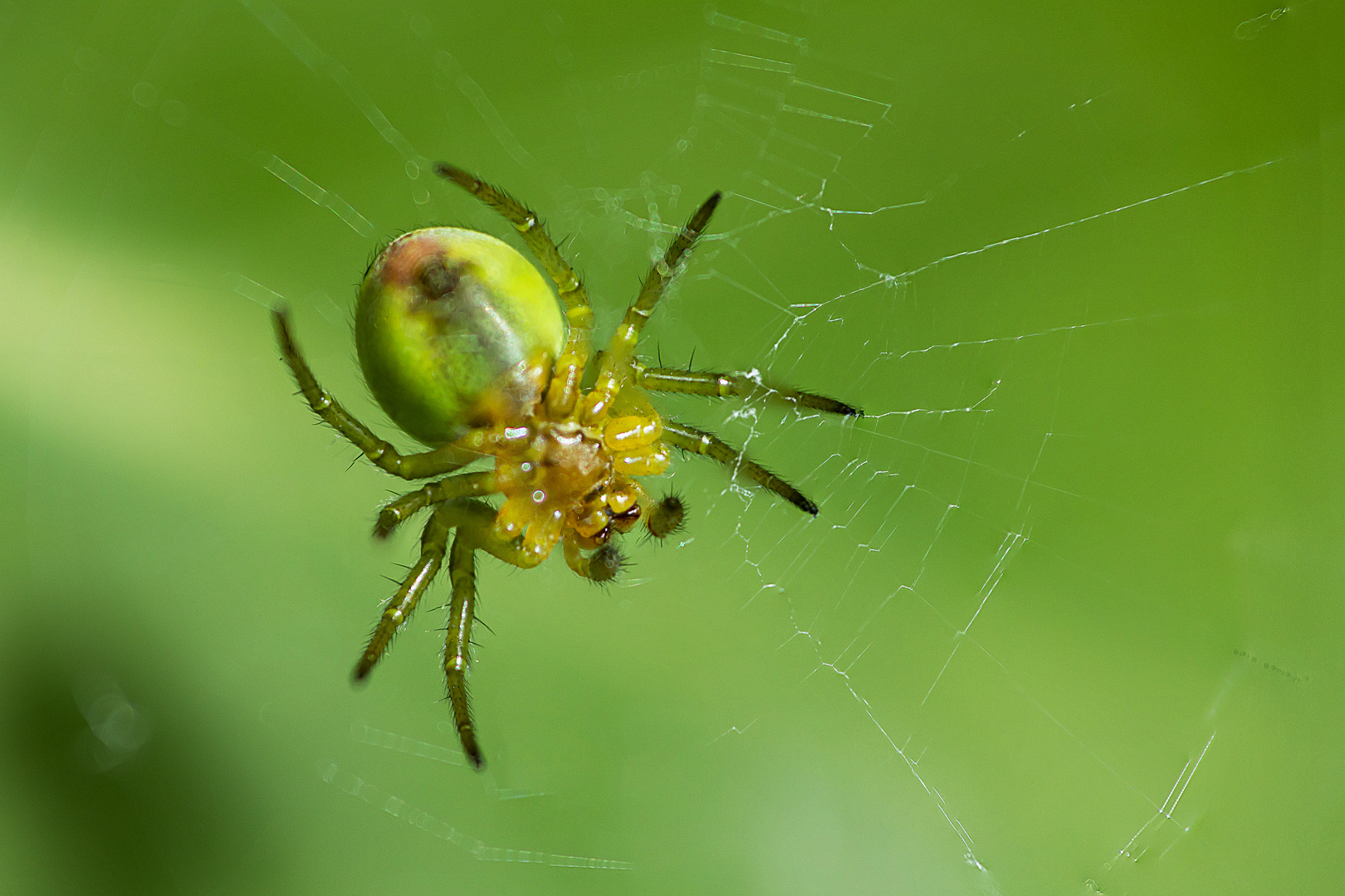 Kleine gruene Spinne