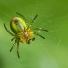 Kleine gruene Spinne