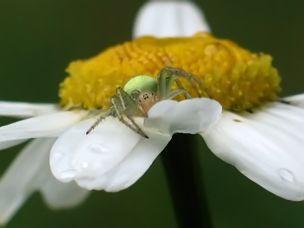 Kleine grüne Spinne