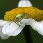 Kleine grüne Spinne