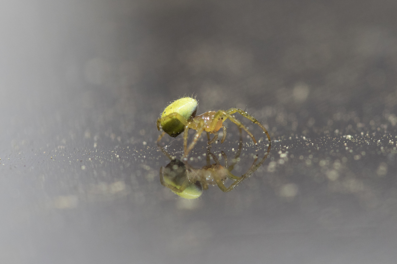 Kleine grüne Spinne