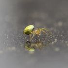 Kleine grüne Spinne