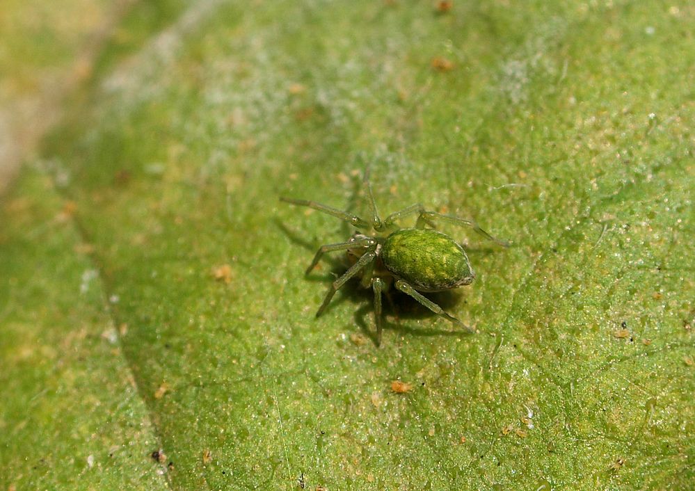 Kleine grüne Spinne.... Foto & Bild tiere, wildlife, spinnen Bilder