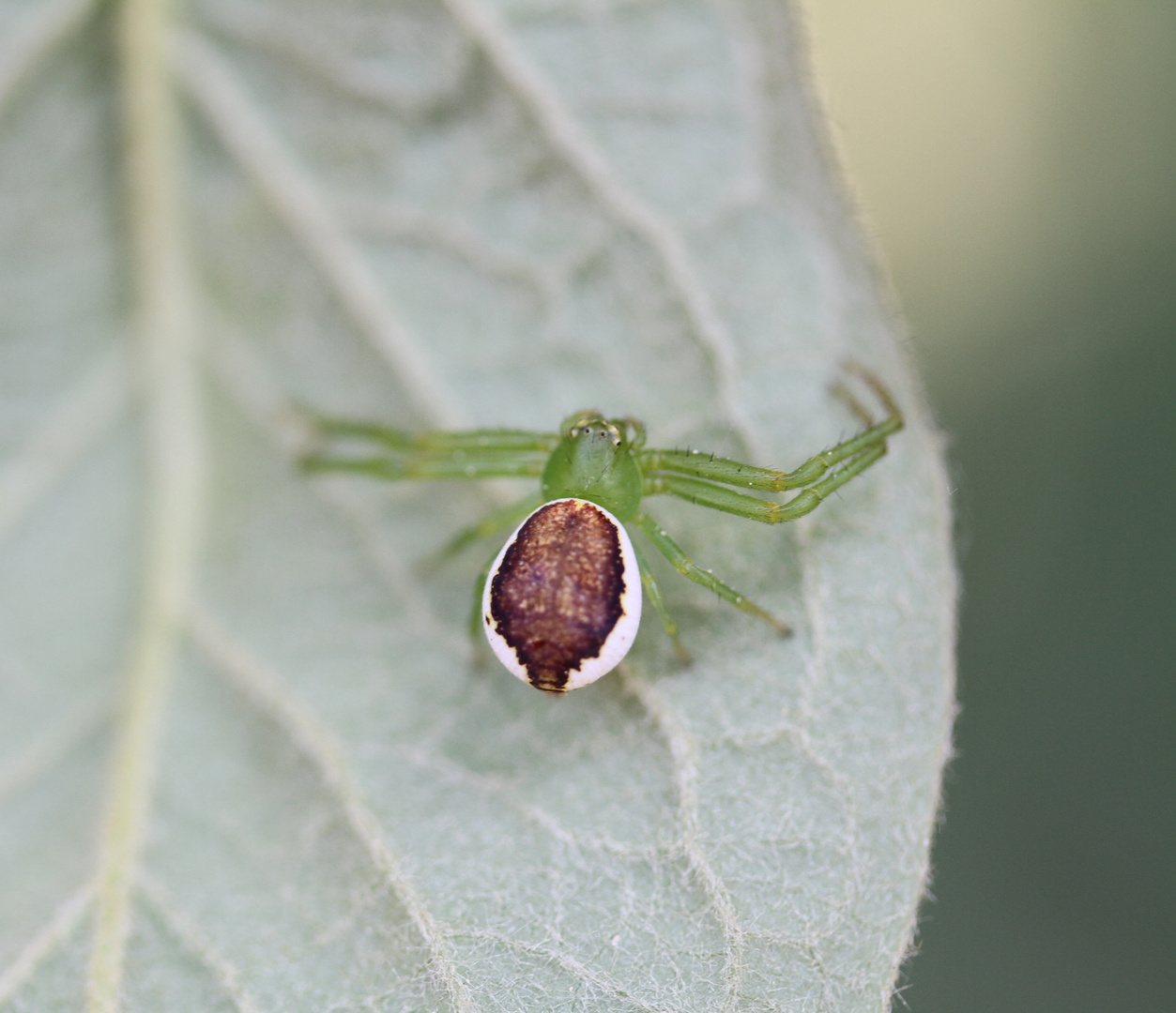 kleine grüne spinne :) hoffe sie gefällt ;)