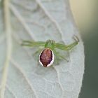 kleine grüne spinne :) hoffe sie gefällt ;)