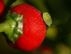 kleine grüne Wanze auf Paprika