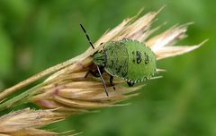 Kleine grüne Wanze