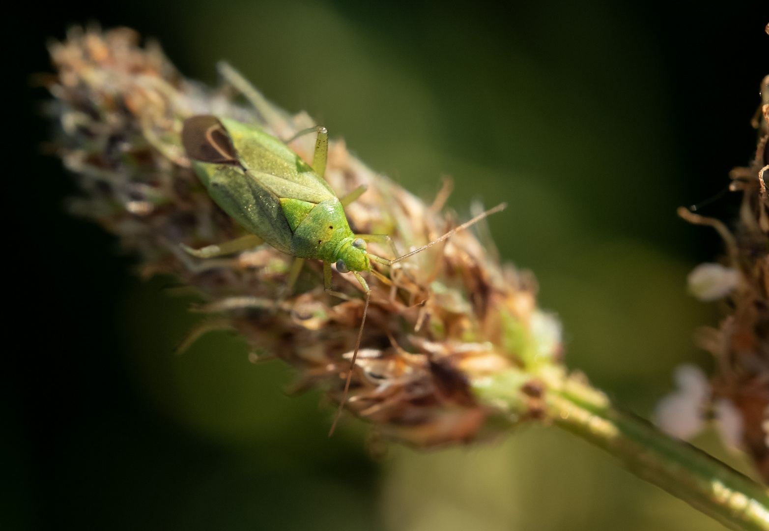 Kleine grüne Wanze - Zweipunkt-Wiesenwanze