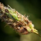 Kleine grüne Wanze - Zweipunkt-Wiesenwanze