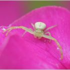 Kleine grün/gelbe Spinne