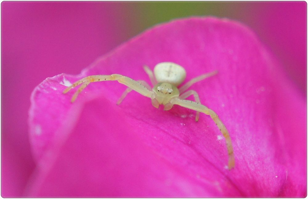 Kleine grün/gelbe Spinne