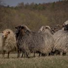 kleine Gruppe von Heidschnucken und anderen Schafrassen...