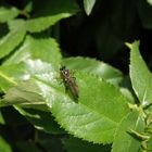 Kleine Habichtsfliege (Dioctria longicornis)