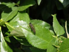 Kleine Habichtsfliege (Dioctria longicornis)