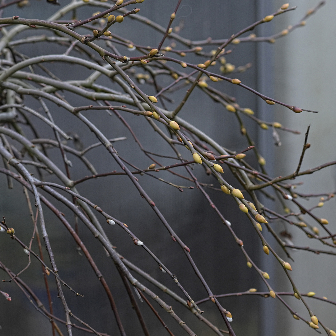 Kleine Hänge-/Trauerweide im Winter, aber gut gerüstet mit Knospen für den kommenden Frühling