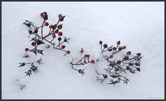 Kleine Hagebutten im Schnee...