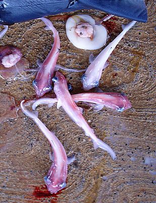 Kleine Haie (Mexiko)