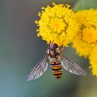 Kleine Hain-Schwebfliege