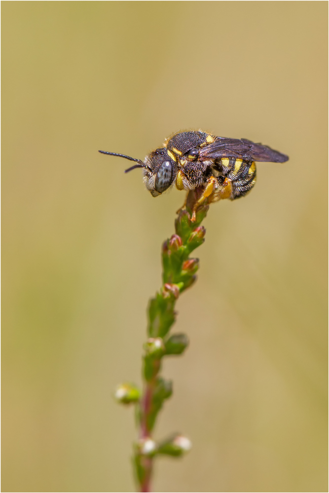 Kleine Harzbiene (Anthidium strigatum)