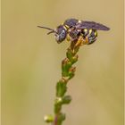 Kleine Harzbiene (Anthidium strigatum)