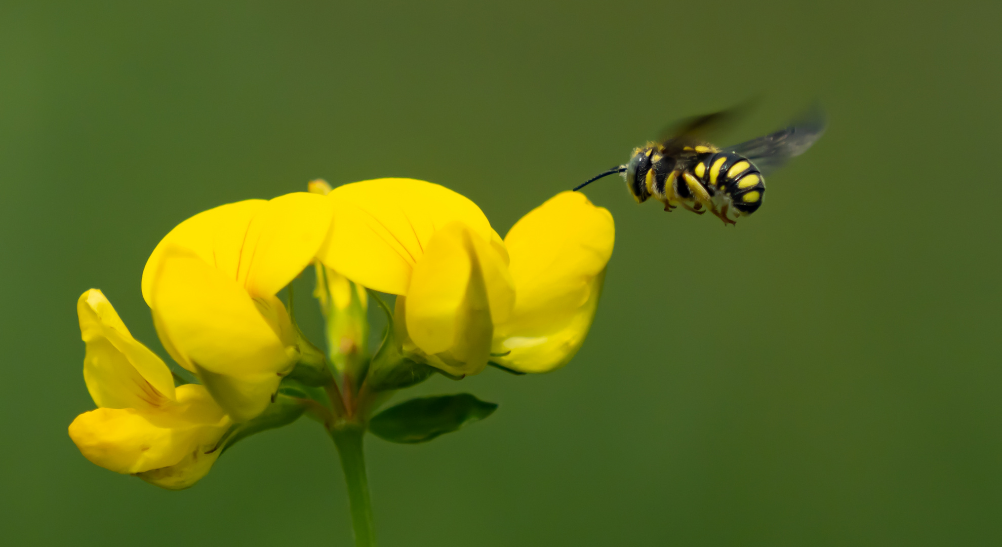 Kleine Harzbiene (Anthidium strigatum) 