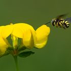 Kleine Harzbiene (Anthidium strigatum) 