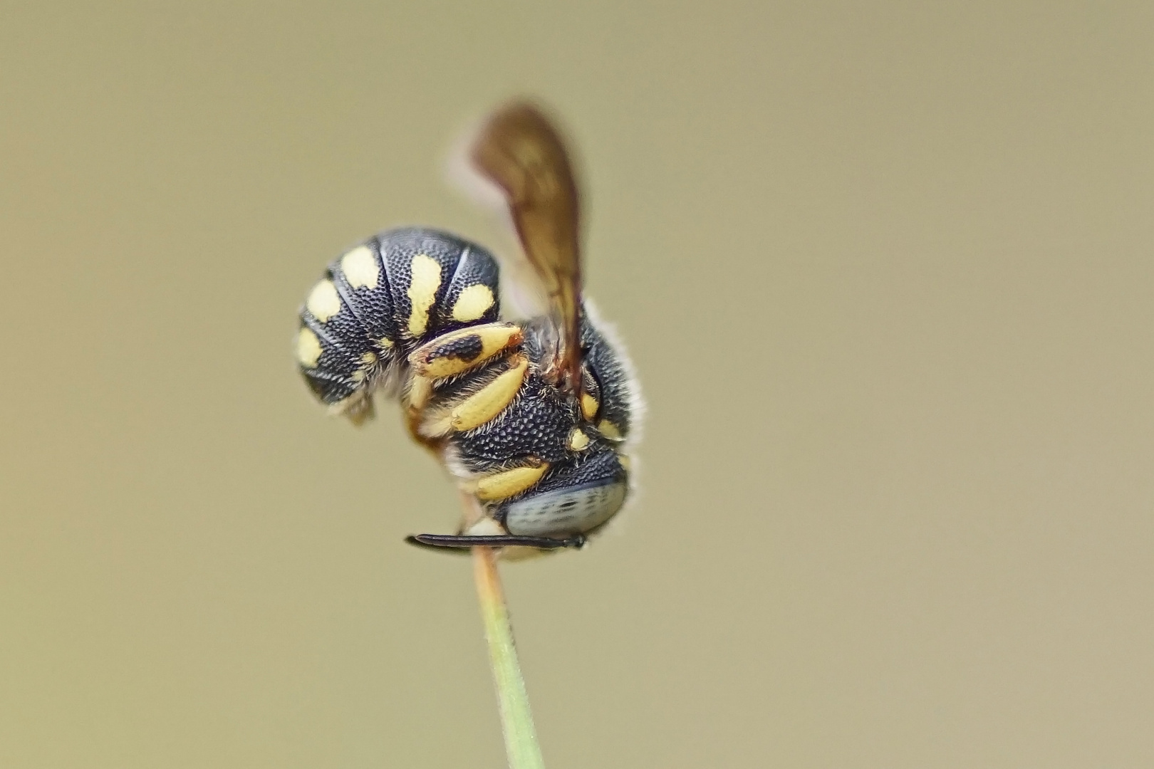 Kleine Harzbiene (Anthidium strigatum)