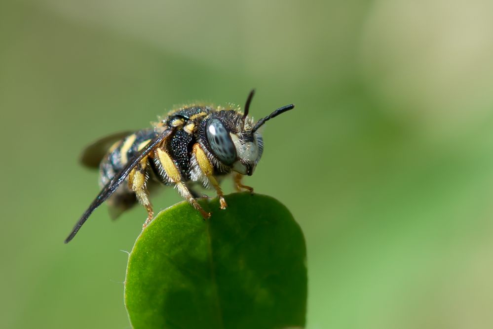 kleine Harzbiene (Anthidium strigatum) 